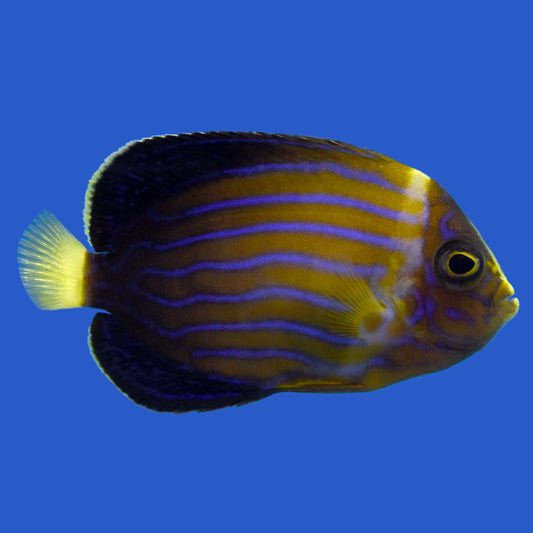 Blue Line Angelfish