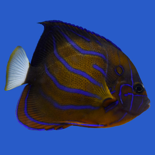 Blue Ring Angelfish