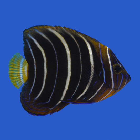 Chrysurus Angelfish
