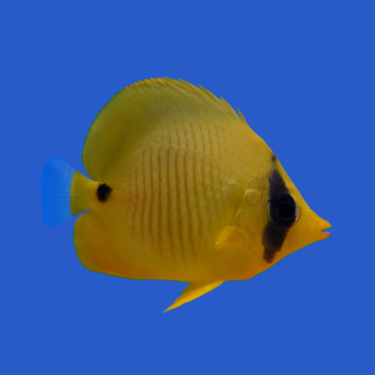 Golden Butterflyfish (Juvenile) WYSIWYG