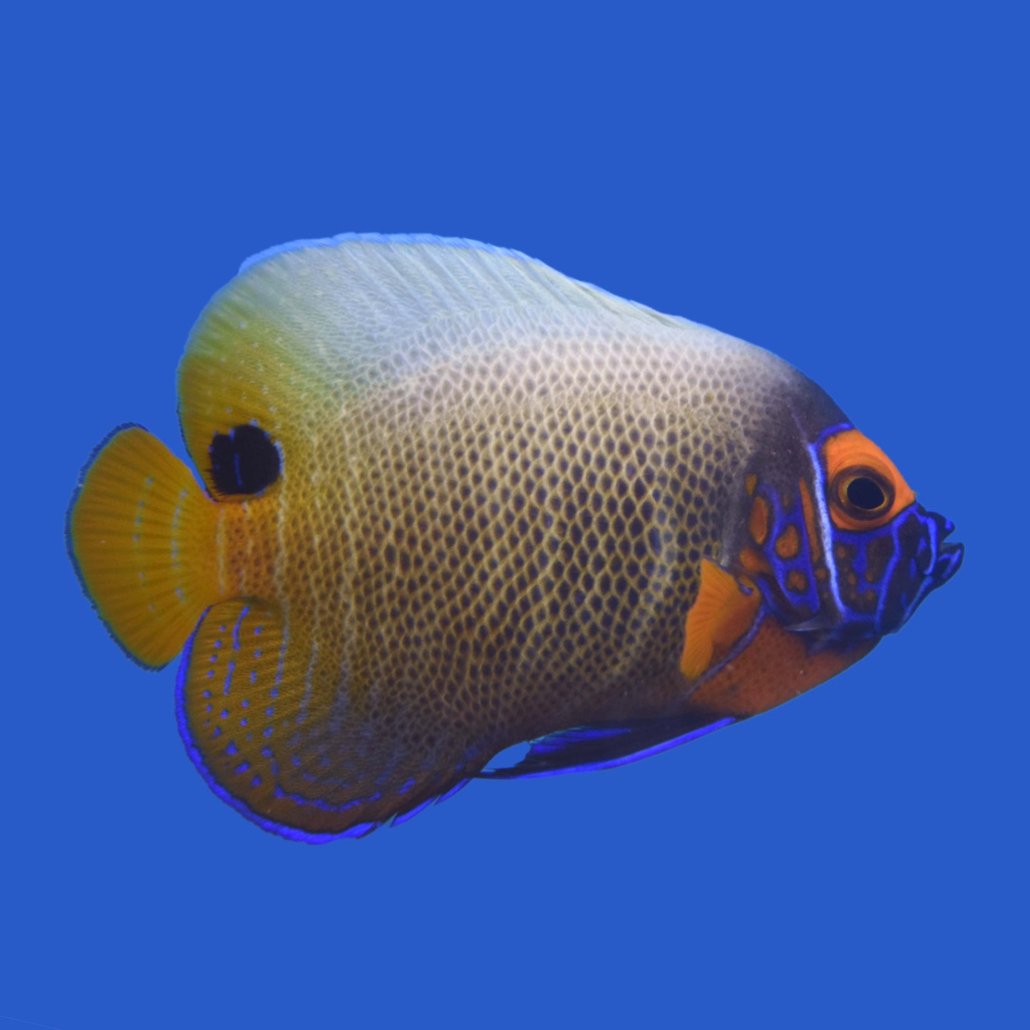 Blueface Angelfish WYSIWYG