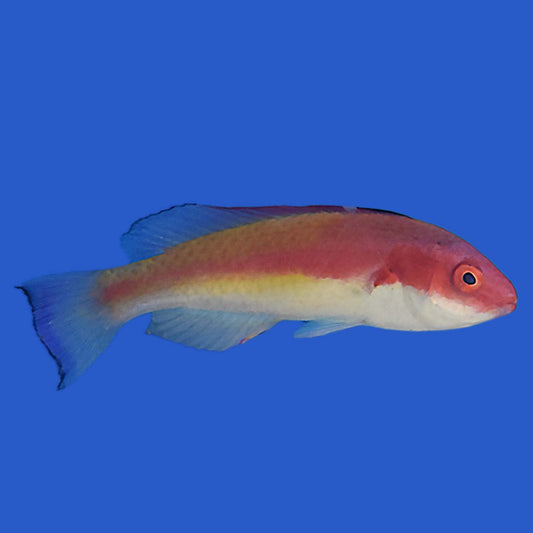 Hooded Flame Wrasse WYSIWYG