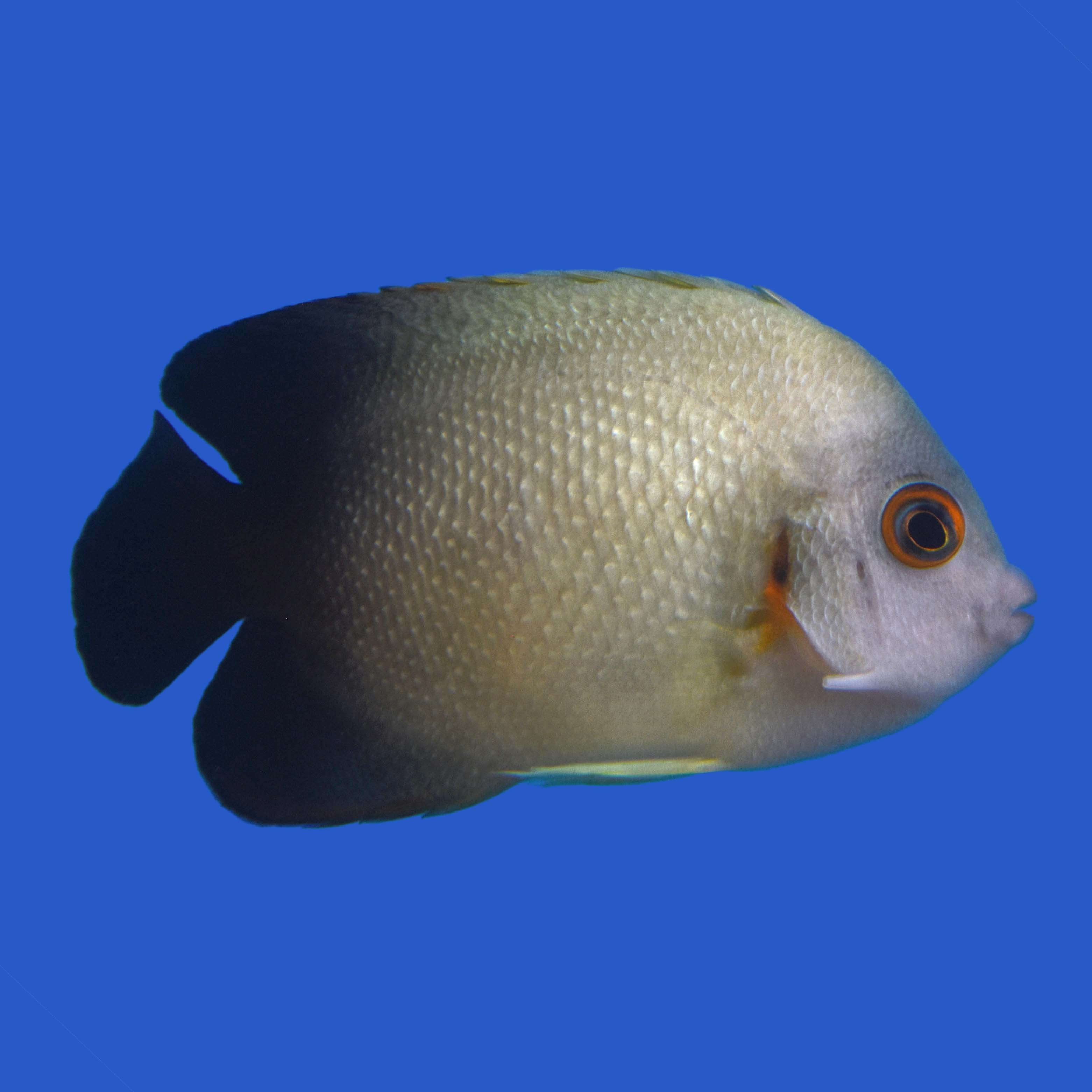 Half Black Angelfish – Aquatic Collection Aquarium