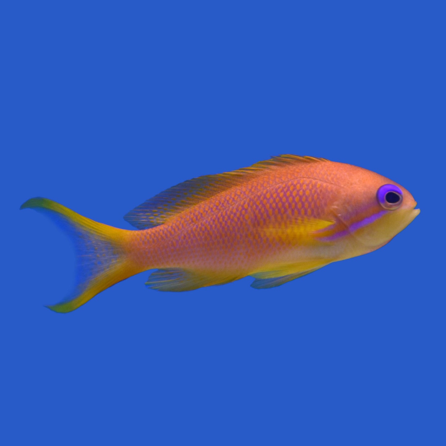 Red Sea Lyretail Anthias