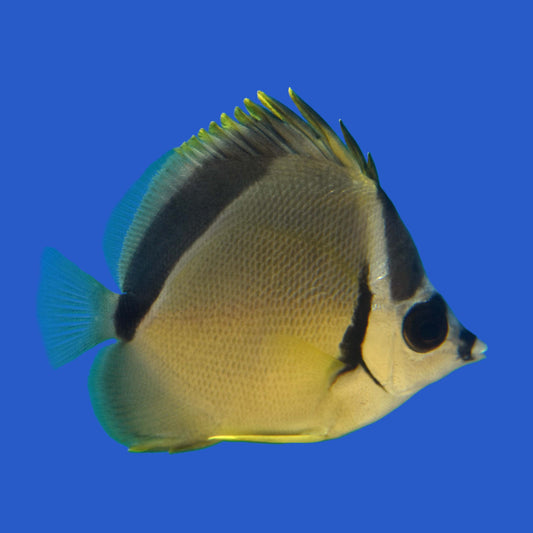 Barberfish Butterflyfish
