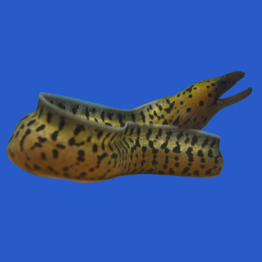 Fimbriated Moray Eel