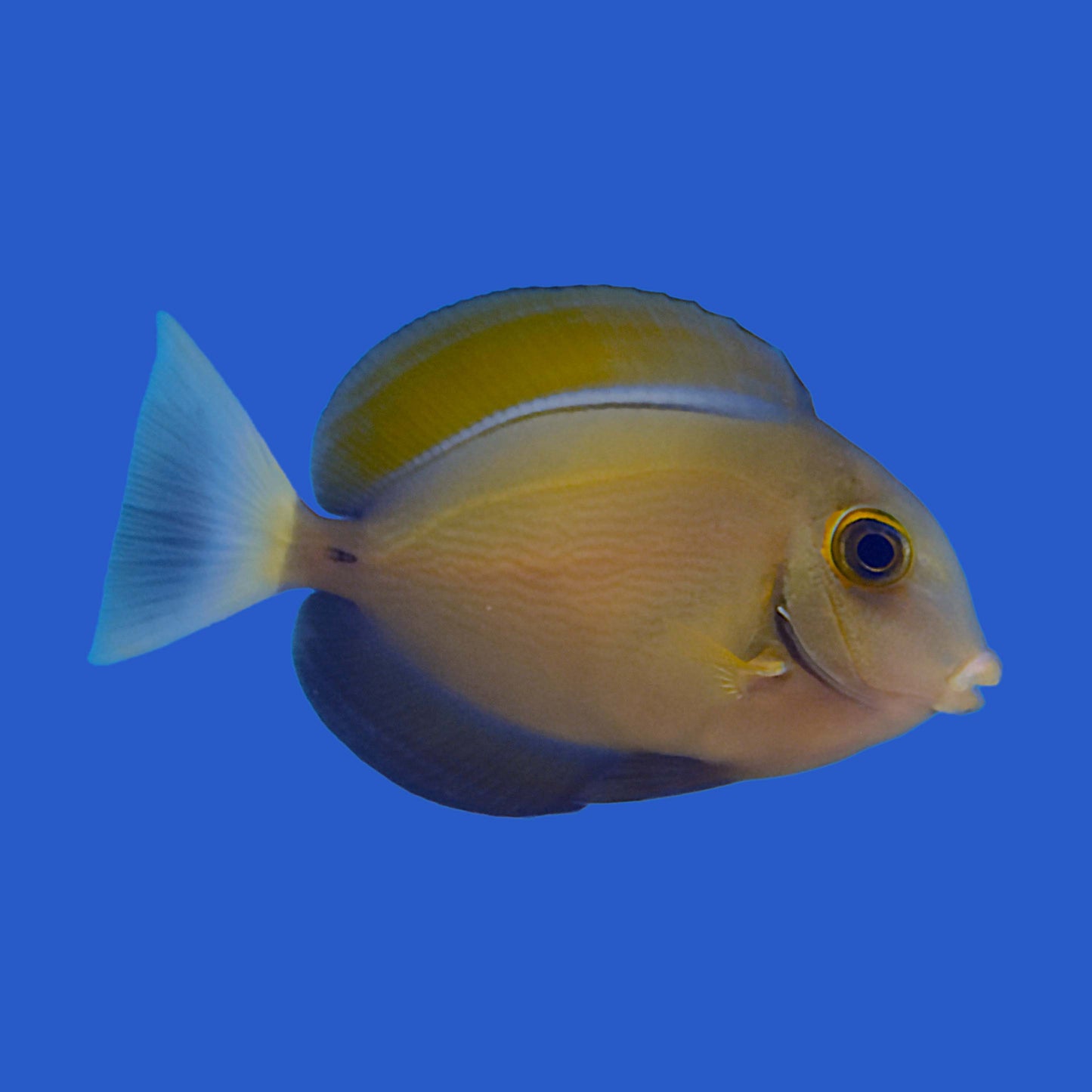 Bariene Tang (Juvenile) WYSIWYG