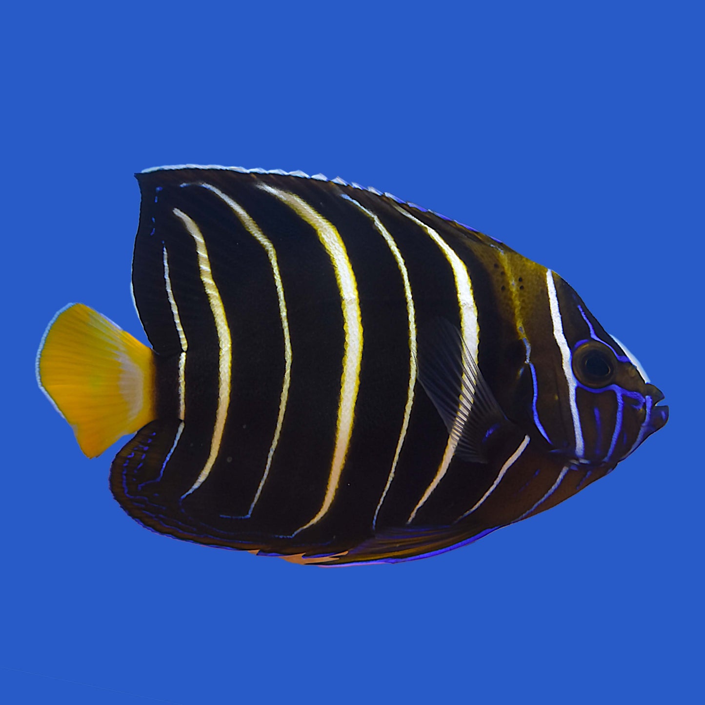 Golden Tail Angelfish WYSIWYG
