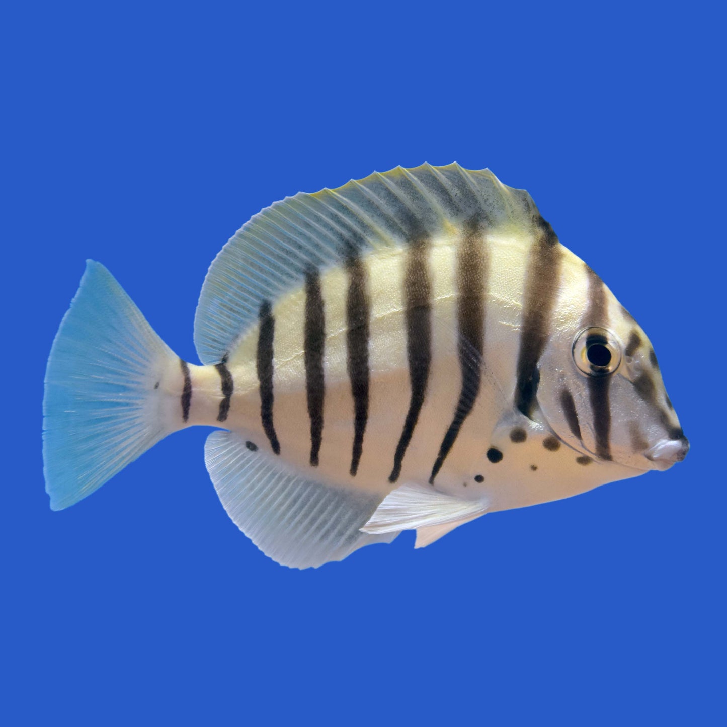 Zebra Tang WYSIWYG