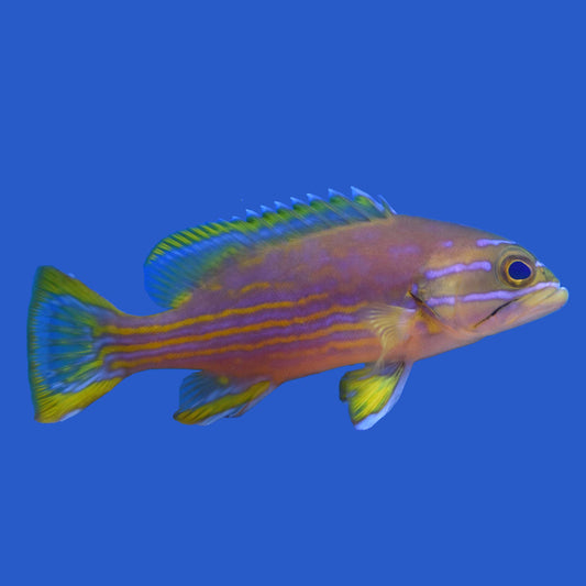 Polleni Grouper WYSIWYG