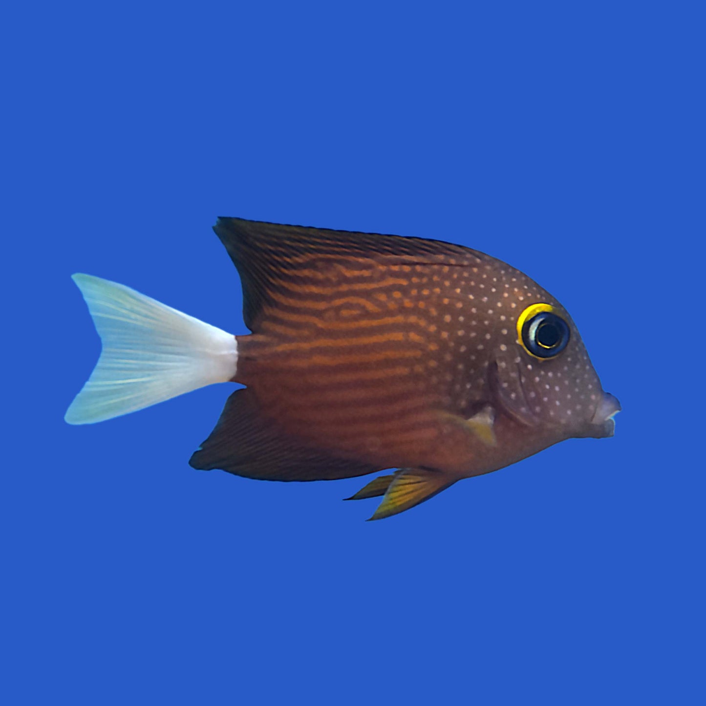 Whitetail Kole Tang (Juvenile) WYSIWYG