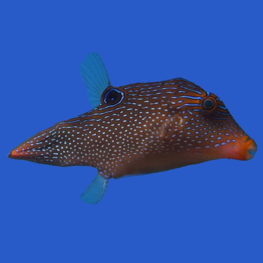 Blue Spotted Pufferfish