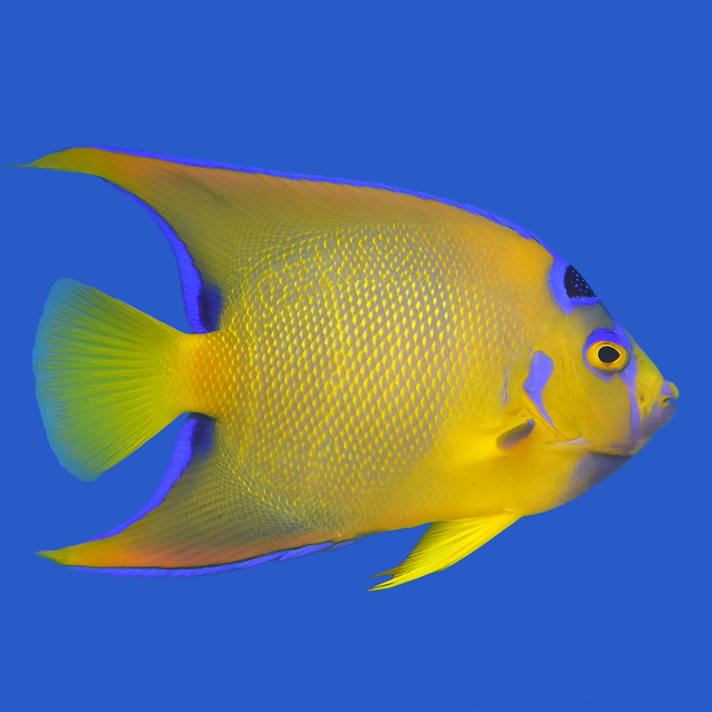 Queen Angelfish WYSIWYG
