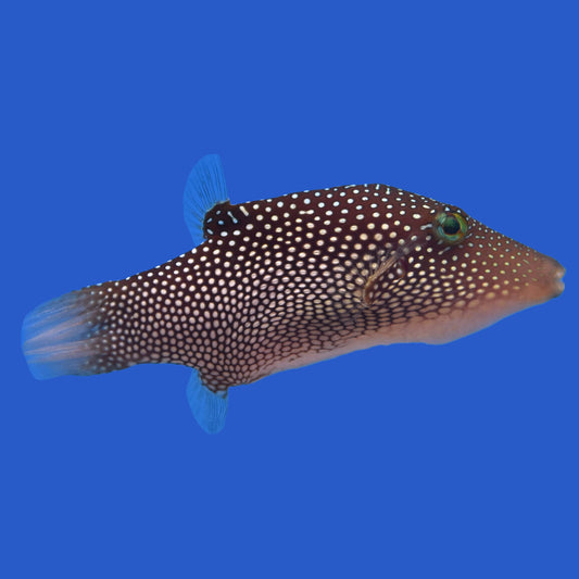 Toby Pufferfish