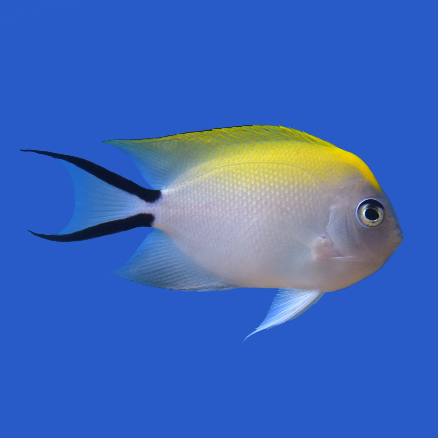Spotbreast Lyretail Angelfish WYSIWYG