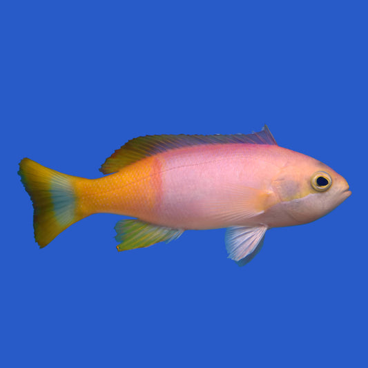 Pictilis Anthias