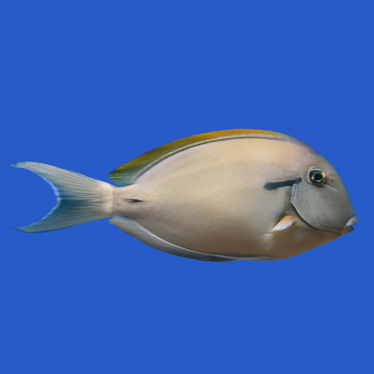 Epaulette Tang