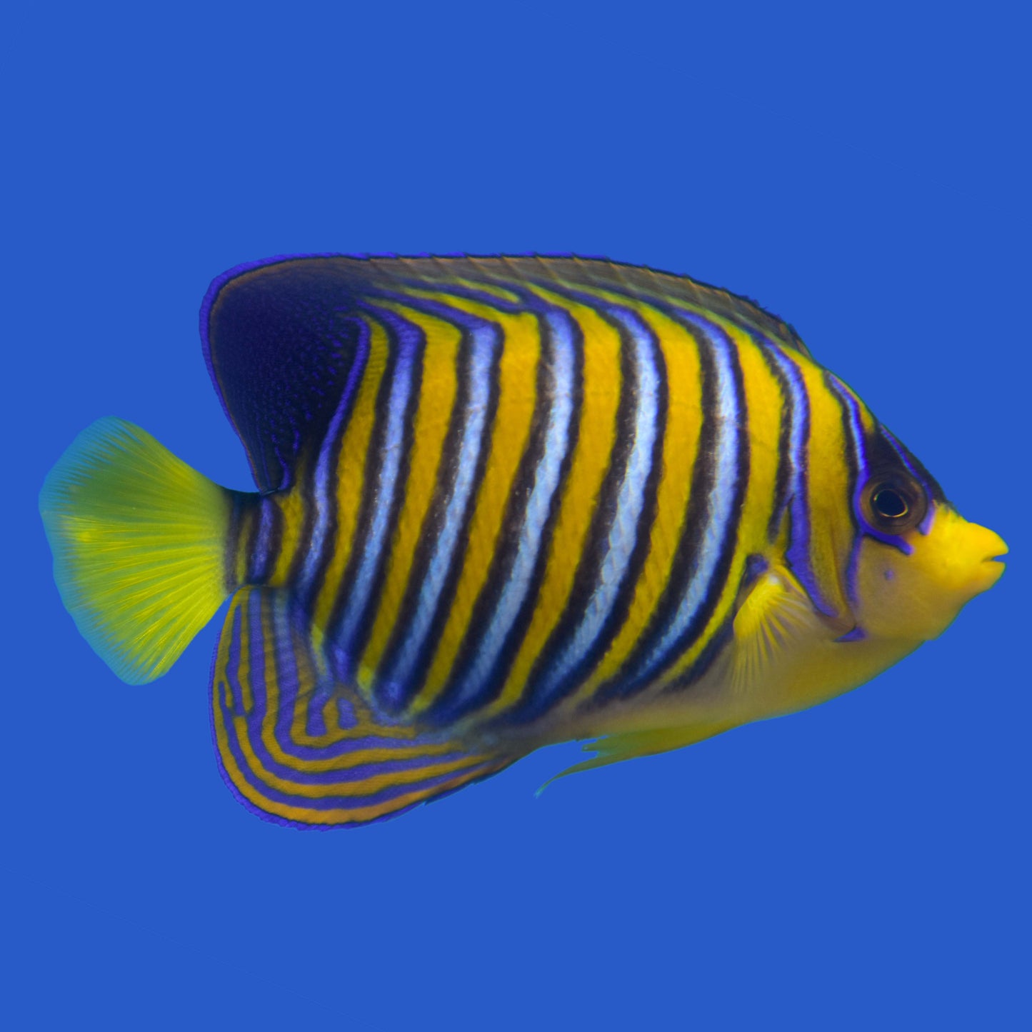 Regal Angelfish (Red Sea) WYSIWYG
