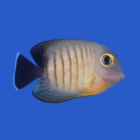 Eibli Mimic Tang