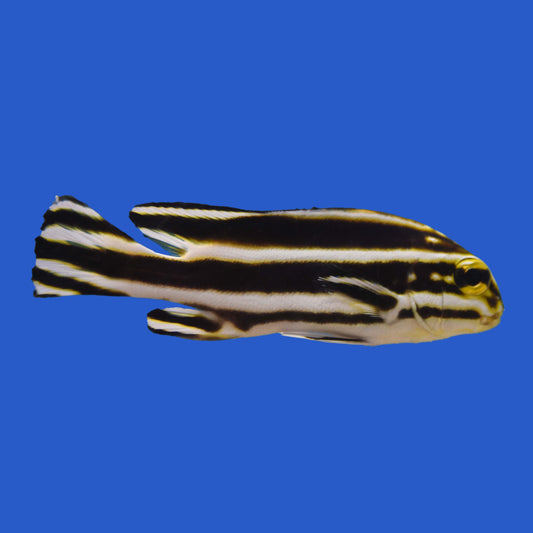 Striped Sweetlips