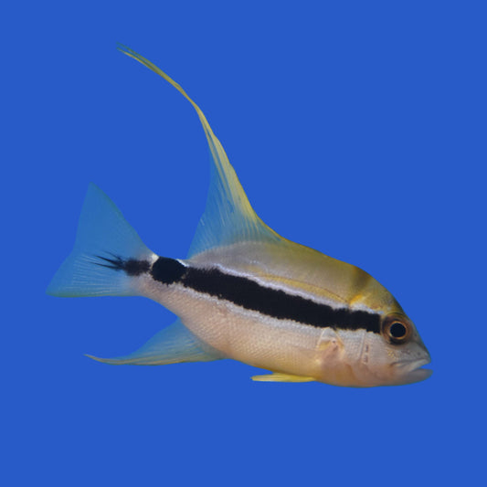 Hifin Snapper