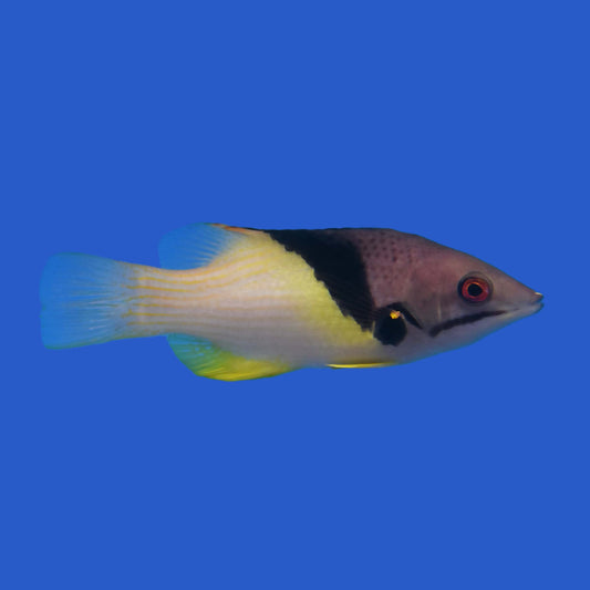 Eclipse Hogfish