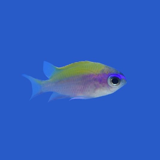 Sunshine Chromis
