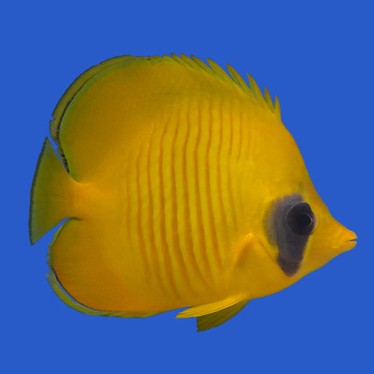 Golden Butterflyfish WYSIWYG