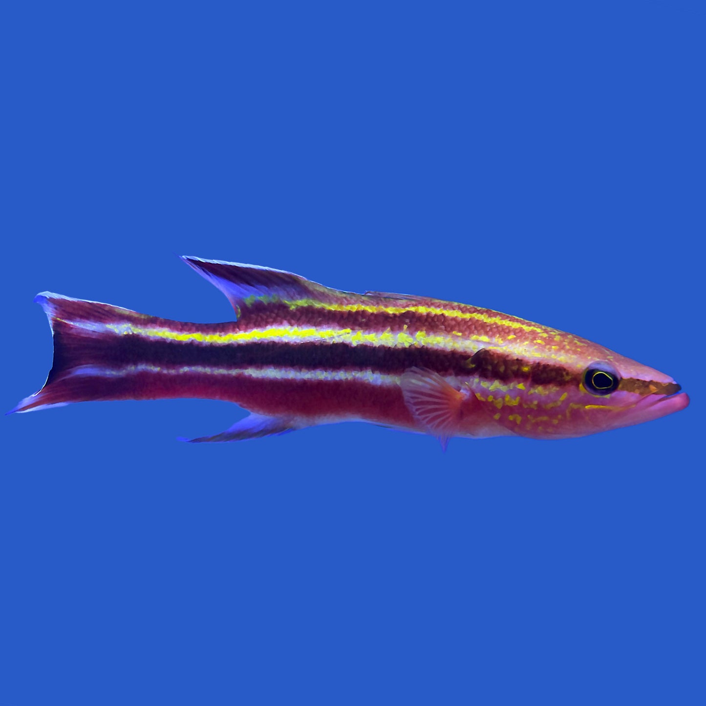 Rainbow Basslet