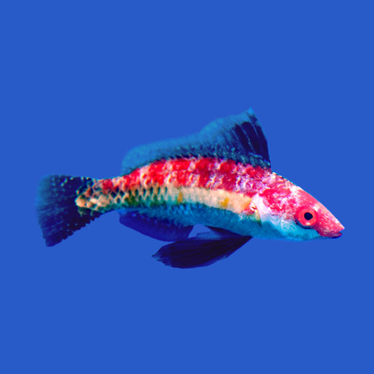 Naoke Fairy Wrasse
