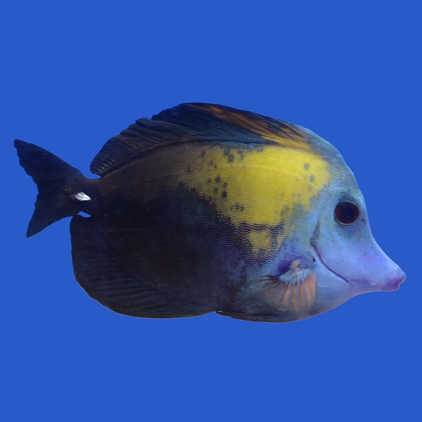 XL Koi Tang WYSIWYG