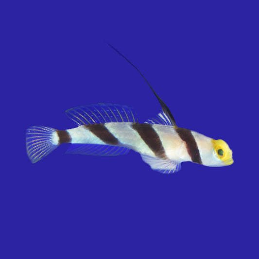 Black Stripe Goby
