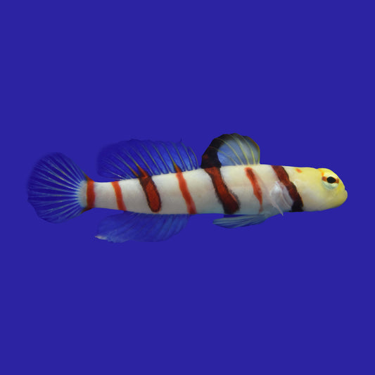 Dracula Goby