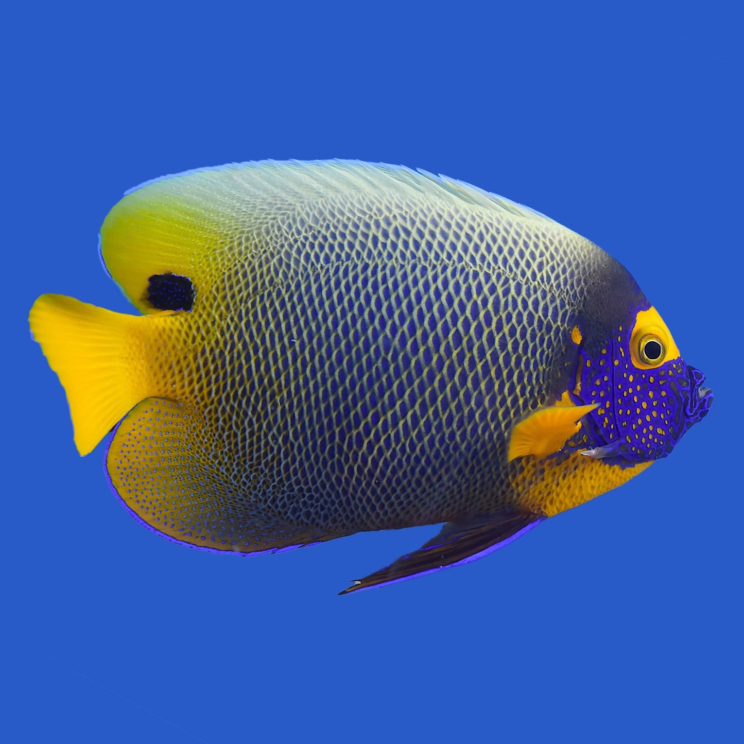 XL Blueface Angelfish WYSIWYG