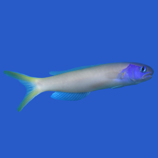 Blue Head Tilefish