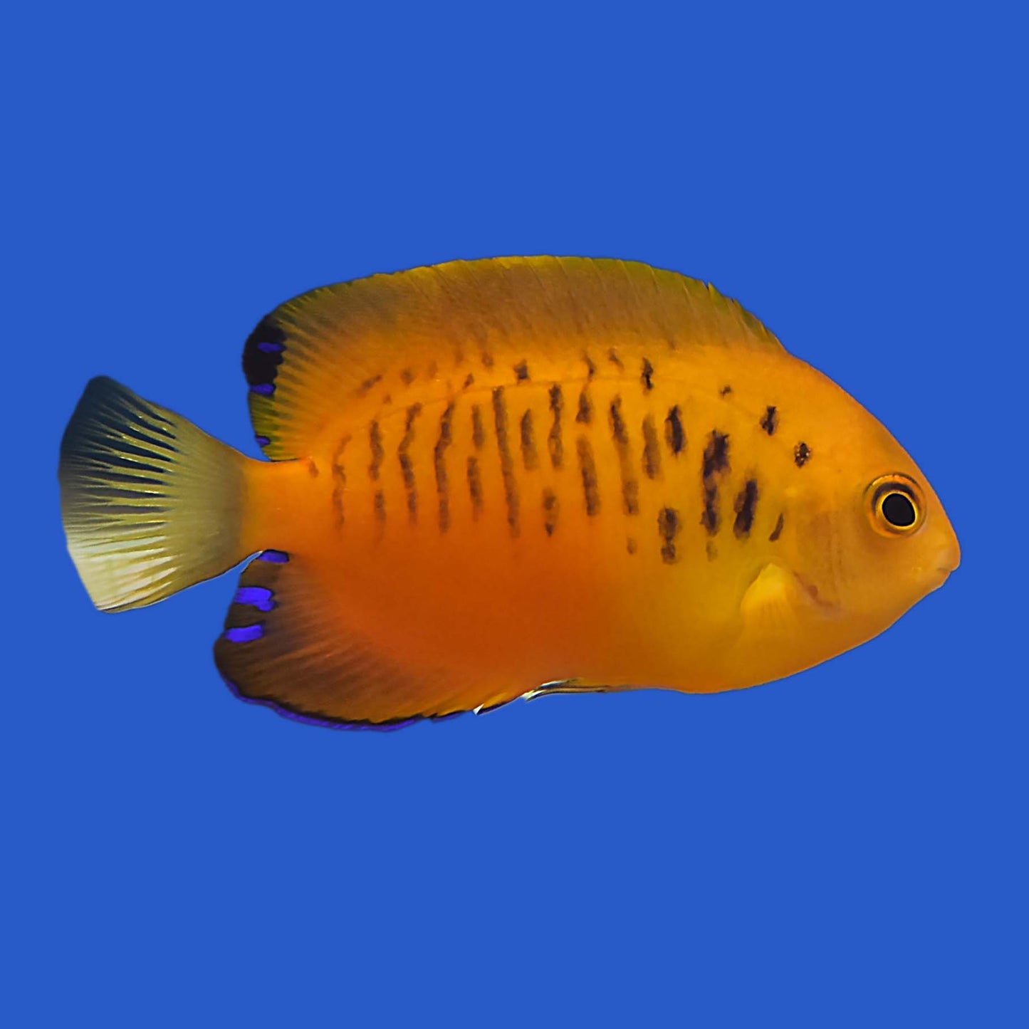 Shepard's Angelfish WYSIWYG