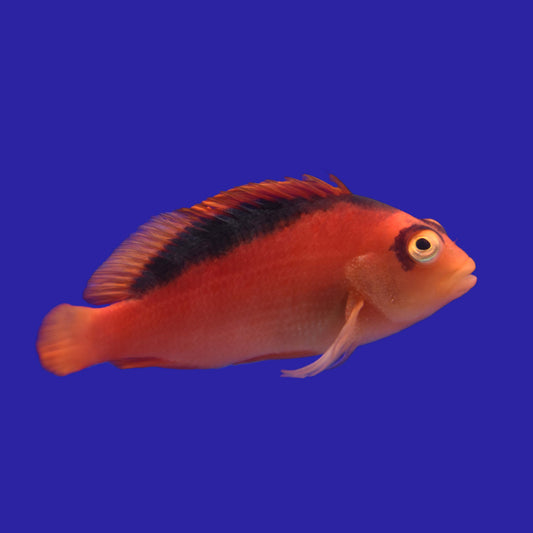 Flame Hawkfish