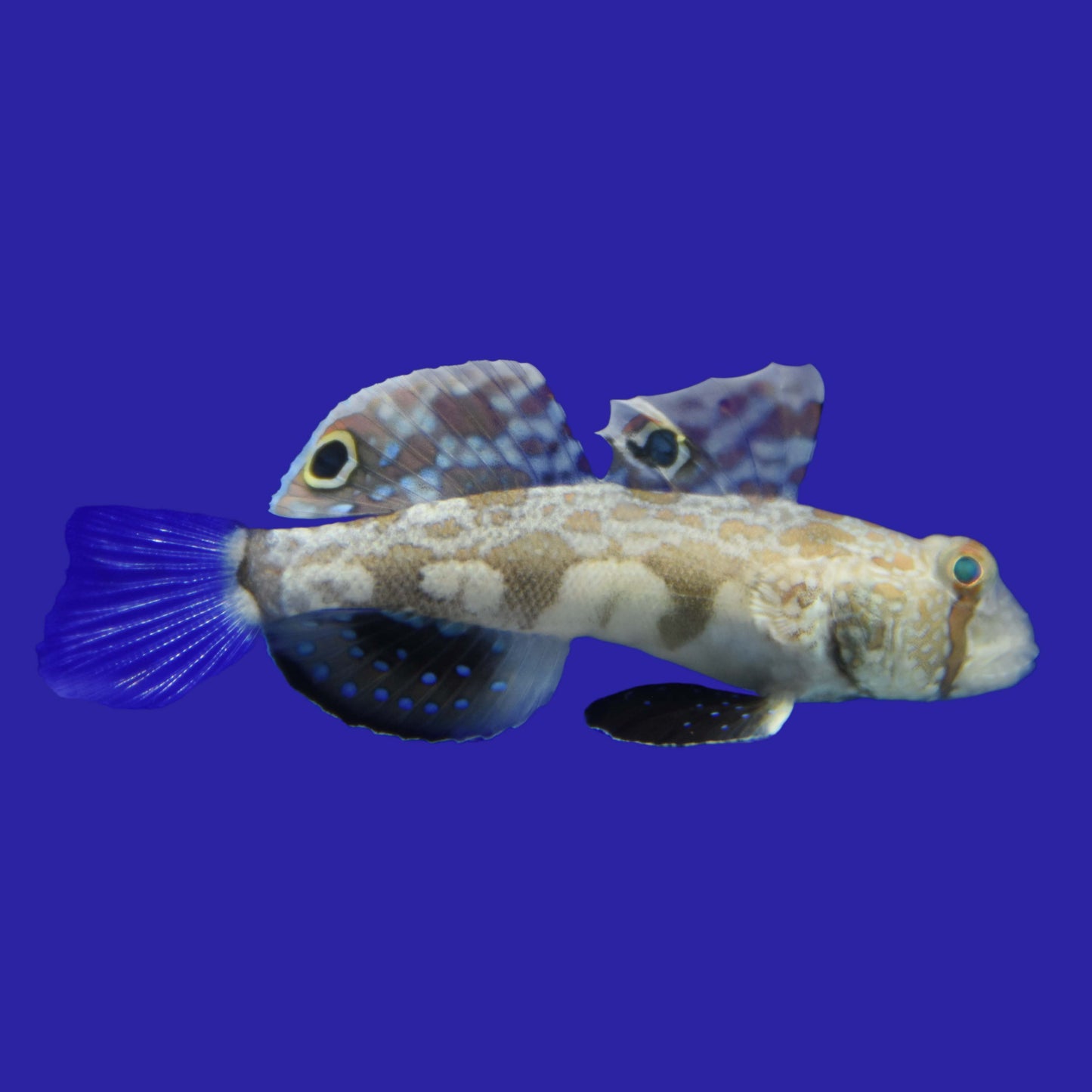 Two Spot Goby