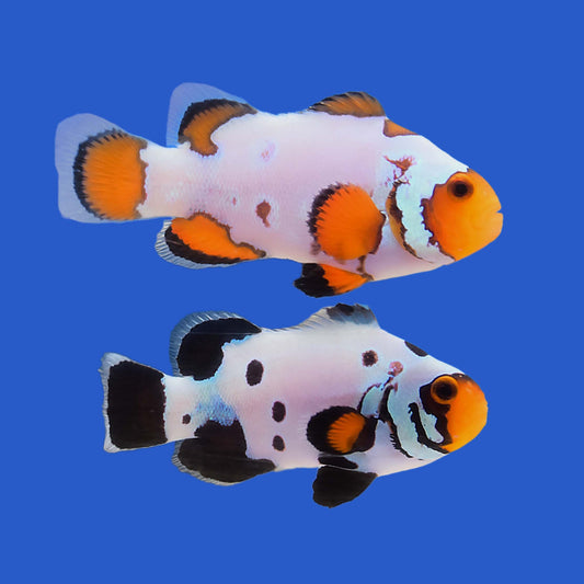Bullethole Clownfish PAIR WYSIWYG