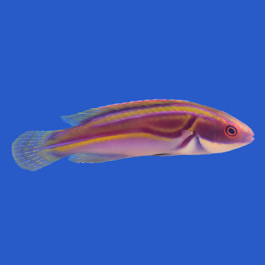 Labouts Wrasse WYSIWYG