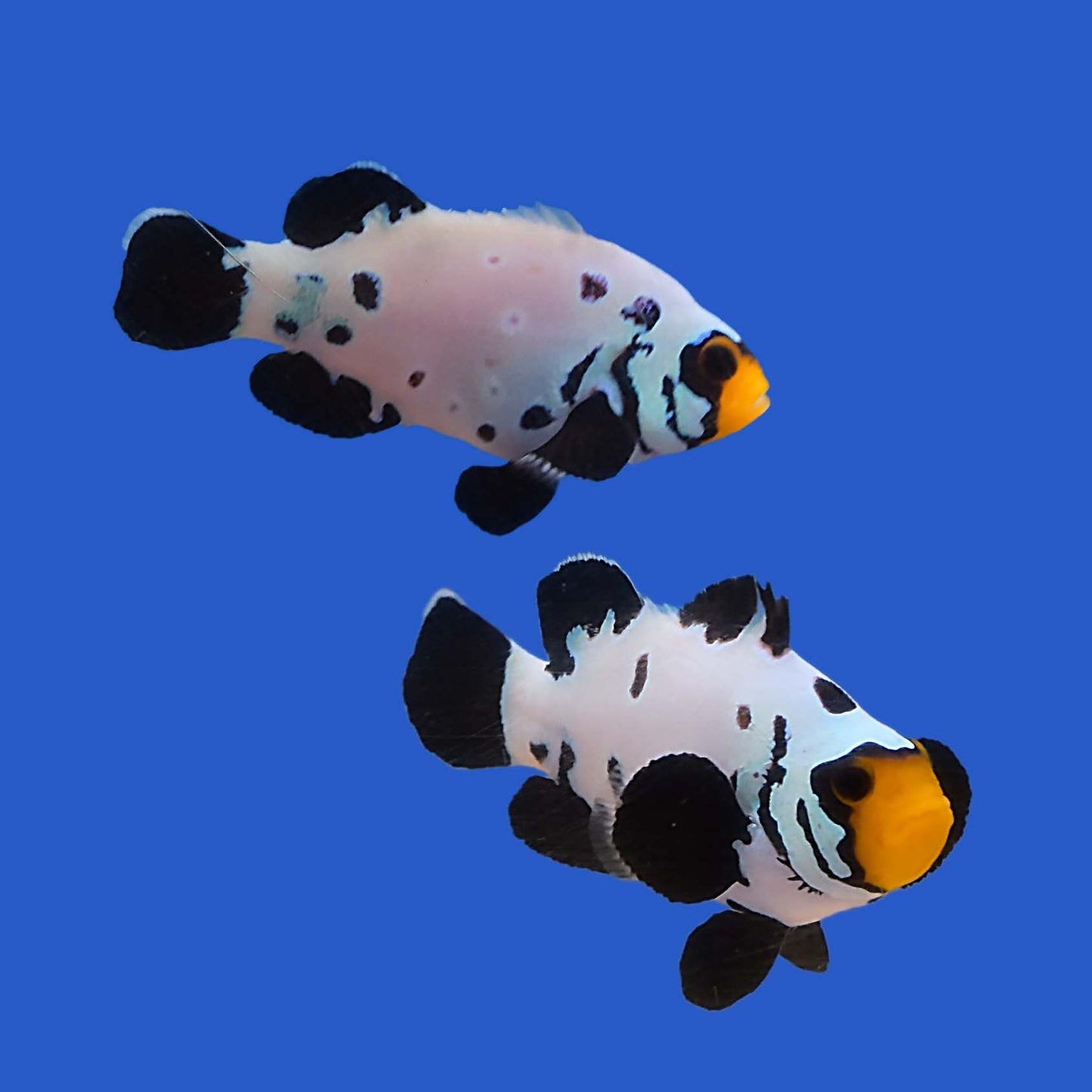 Black Frostbite Clownfish PAIR WYSIWYG