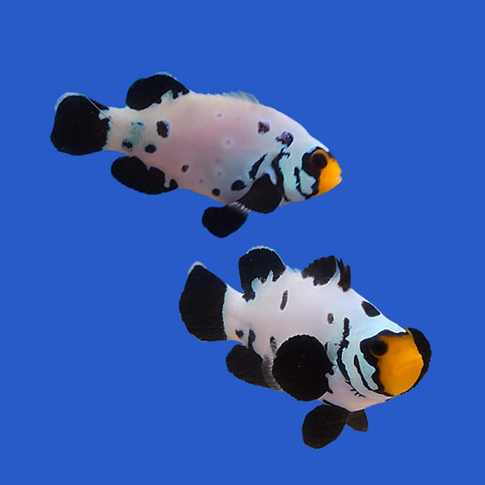 Black Frostbite Clownfish PAIR WYSIWYG