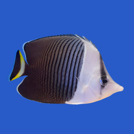 White Face Butterflyfish WYSIWYG