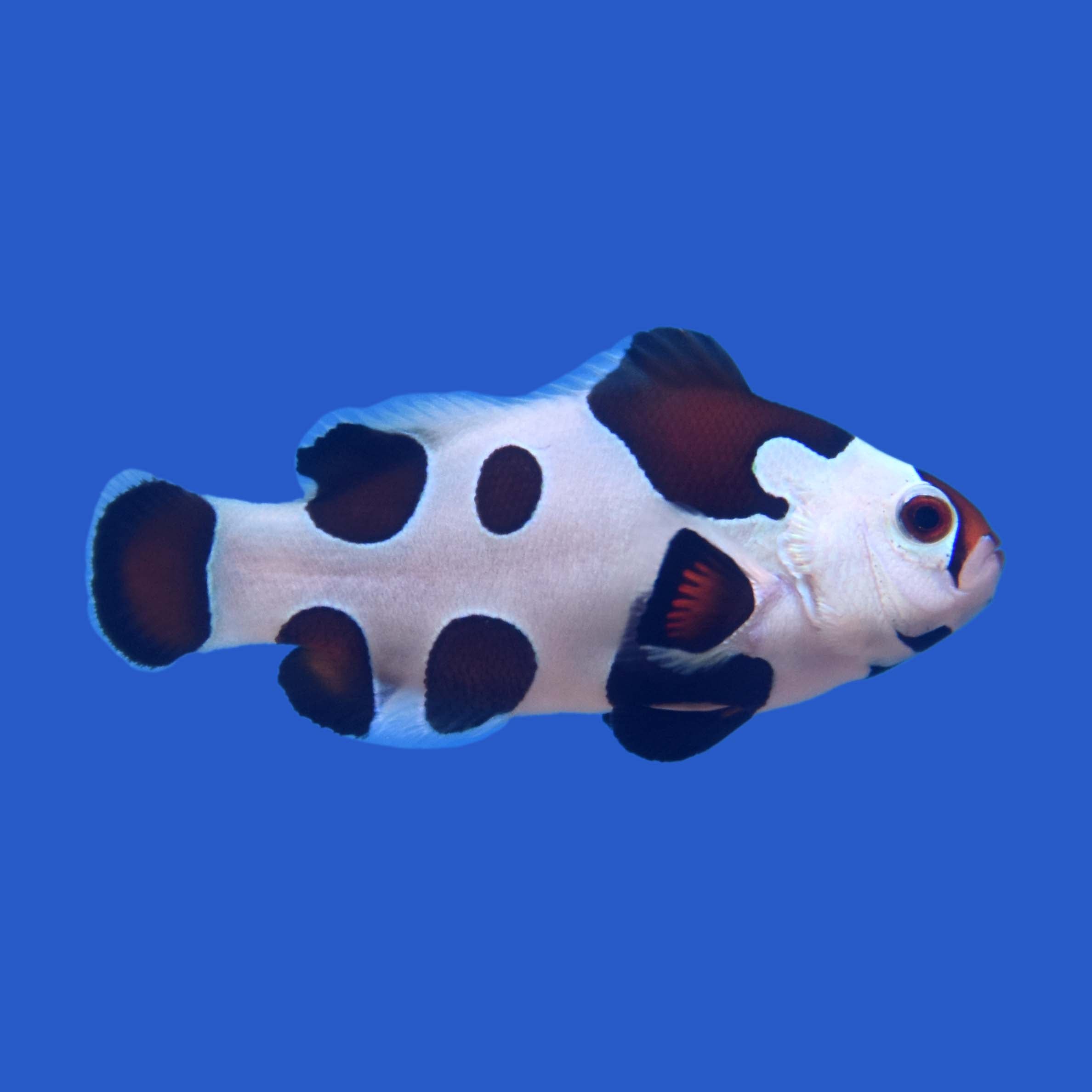 Hybrid Storm Clownfish – Aquatic Collection Aquarium
