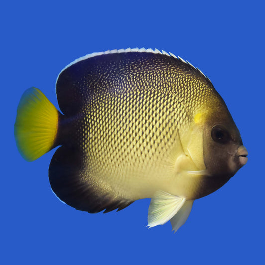 Cream Angelfish