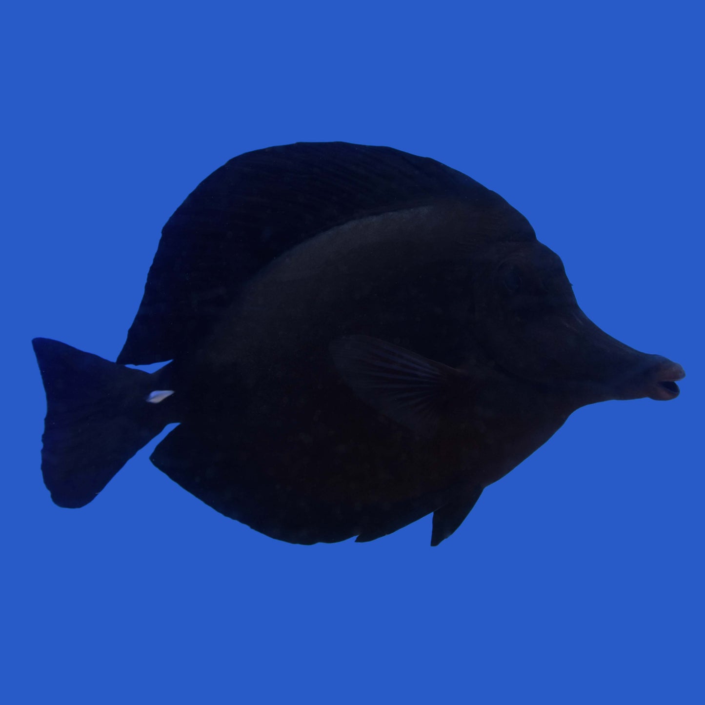 XXL Black Longnose Tang WYSIWYG