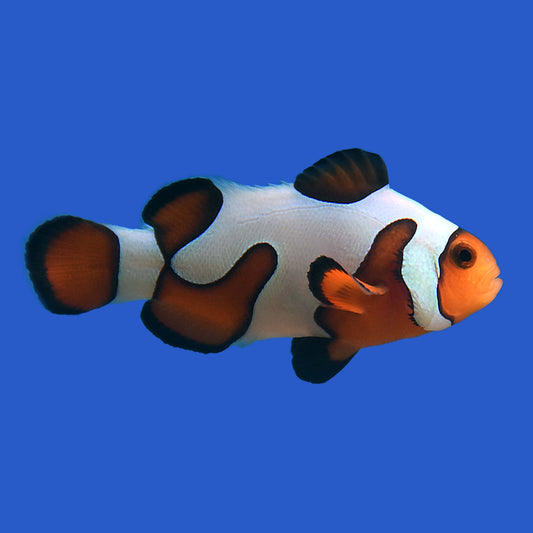 Mocha Gladiator Clownfish
