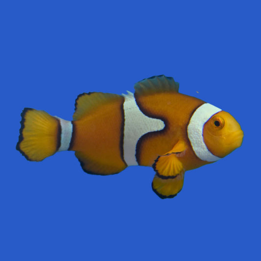 True Percula Clownfish (Wild)