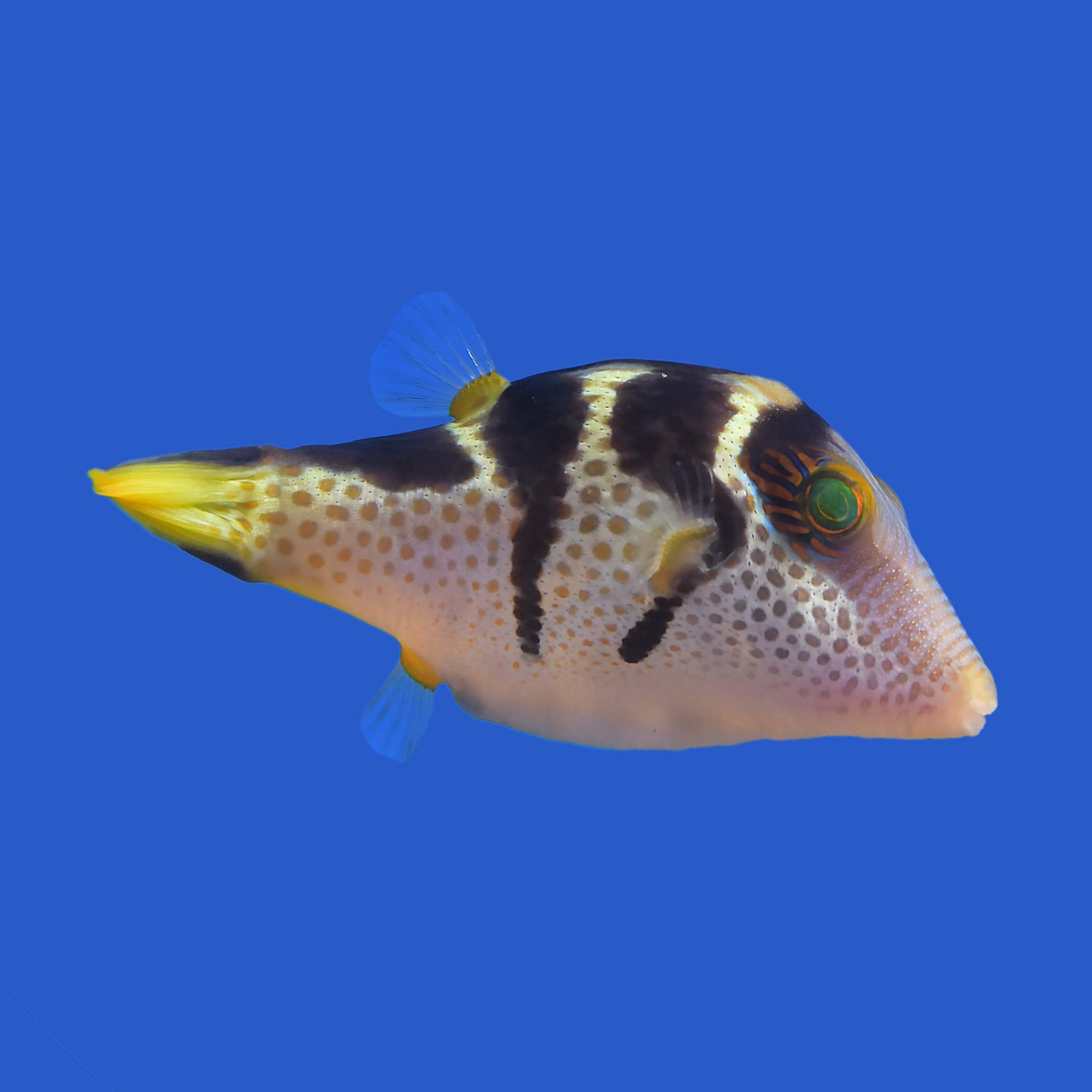 Valentini Pufferfish – Aquatic Collection Aquarium