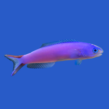Purple Tilefish